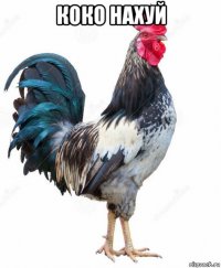 коко нахуй 