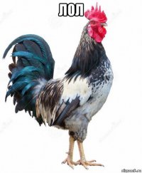лол 