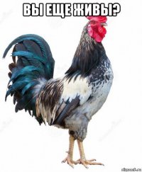 вы еще живы? 
