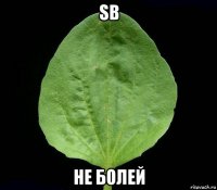 sb не болей