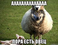 ахахахахахаааа пора есть овец