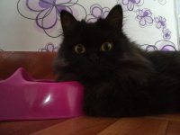 Создать мем 00 котэ