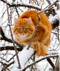 Создать мем 4
