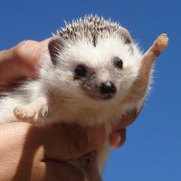 Создать мем Ejik