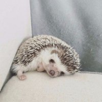 Создать мем Грустный ёжик