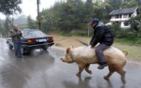 Создать мем Хохоль верхом на свинье