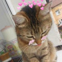 Создать мем Киса
