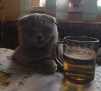 Создать мем Кот с пивом