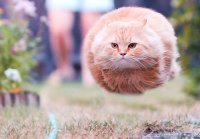 Все мемы Кот шар