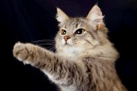 Создать мем Кот