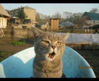 Создать мем Кот
