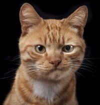 Создать мем Котэ