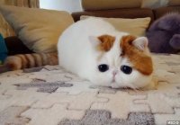 Создать мем КОТЕНЬКА
