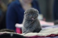 Создать мем Котик