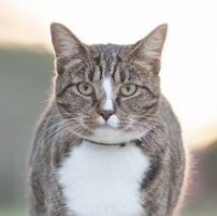 Создать мем Котик
