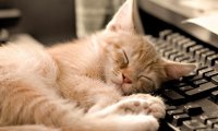 Создать мем Котик