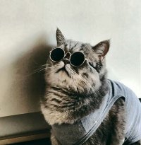 Создать мем Kotviebjik