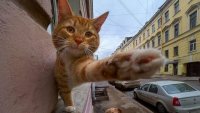 Создать мем Котык