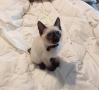 Создать мем Котёнок