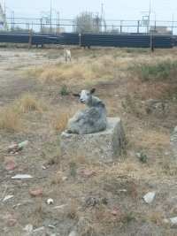 Создать мем Козочка