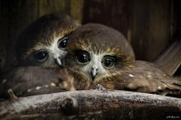 Создать мем Милота