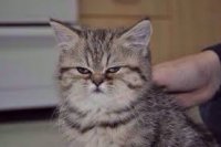 Создать мем Суровый кот