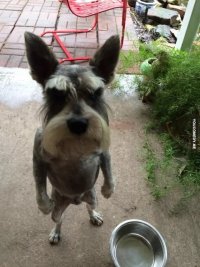 Создать мем Я пришел сюда поесть