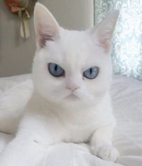 zloy-kot_157953449_orig_.jpg?