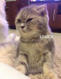 Создать мем Злюся