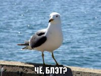  чё, блэт?
