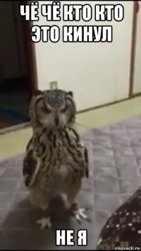 чё чё кто кто это кинул не я