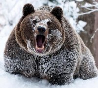 Создать мем Bear cocaine