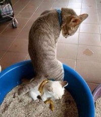 Создать мем Боль1