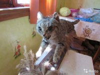 Создать мем Чучело кошки
