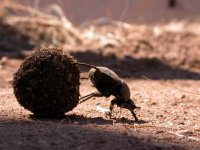 Создать мем Dung beetle