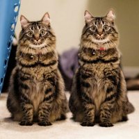 Создать мем Два кота