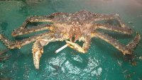 Создать мем Haha crab