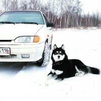 Создать мем Хаски и тачка