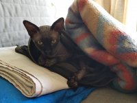 Создать мем Кот Кот