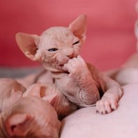 Создать мем Кот одобряет