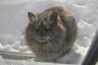 Создать мем Кот замерз