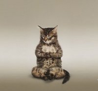 Создать мем Котэ