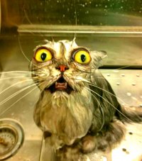 Создать мем Котик