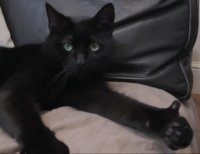 Создать мем Котолайк