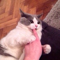 Создать мем Кусь