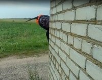 Создать мем Начальник