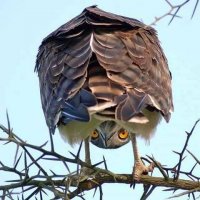 Создать мем Orly owl