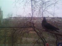 Создать мем Привет