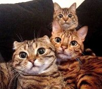 Создать мем Три кота