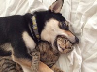 Создать мем Выплюнь кошку